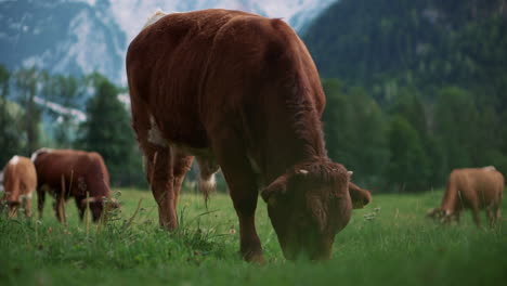 cows grazing in alpine meadow