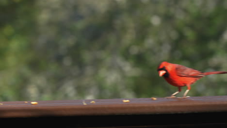 Cardenal-Comiendo-Semillas-Y-Nueces-En-El-Pasamanos-En-El-Patio-Trasero,-Agarrando-Comida-Y-Saltando-Lejos