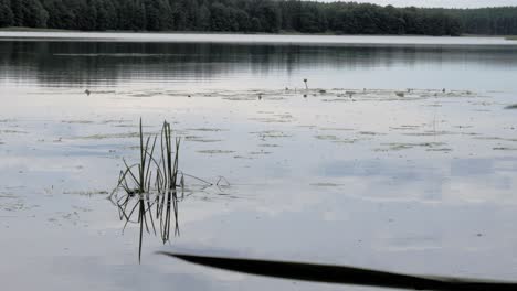 grass on a lake with tiny flying insects during daytime in prądzonka, poland