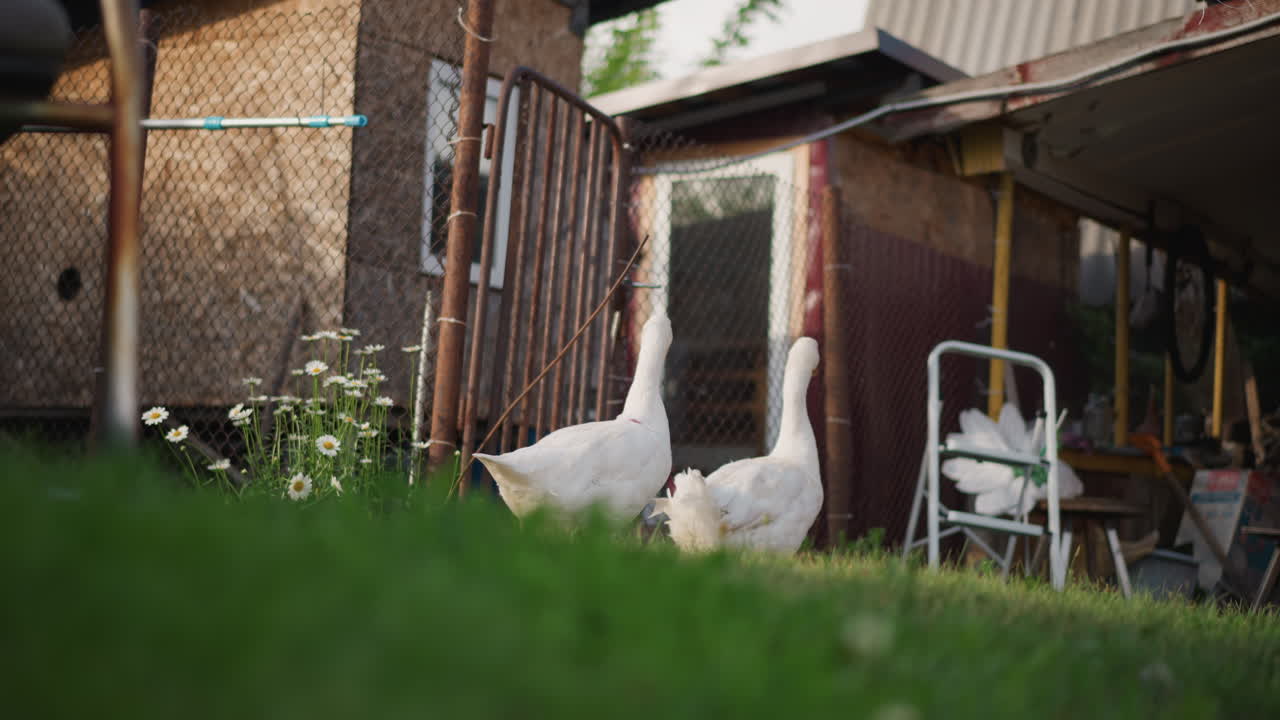 Vredig uitzicht op het platteland. Sereen plattelandstafereel met vredige ganzen en oude landbouwwerktuigen. Idyllische landelijke omgeving met kalme ganzen die rondlopen en tijdloos verweerd tuingereedschap.