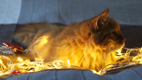 cute ginger cat lying in bed with shining light bulbs and new year presents in craft paper. cozy home christmas holiday background