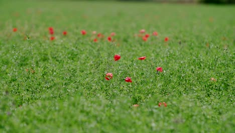 red poppy flowers in large green grass field, wide shot