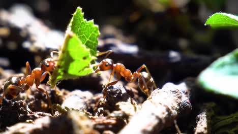 remarkable ants engaged in leaf-cutting behavior, showcasing nature's intricacies and cooperation in their habitat