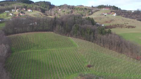 viñedo en invierno, primavera temprana, vista aérea en hileras de vid, revelando un tiro volador hacia atrás, una casa rural al final del clip
