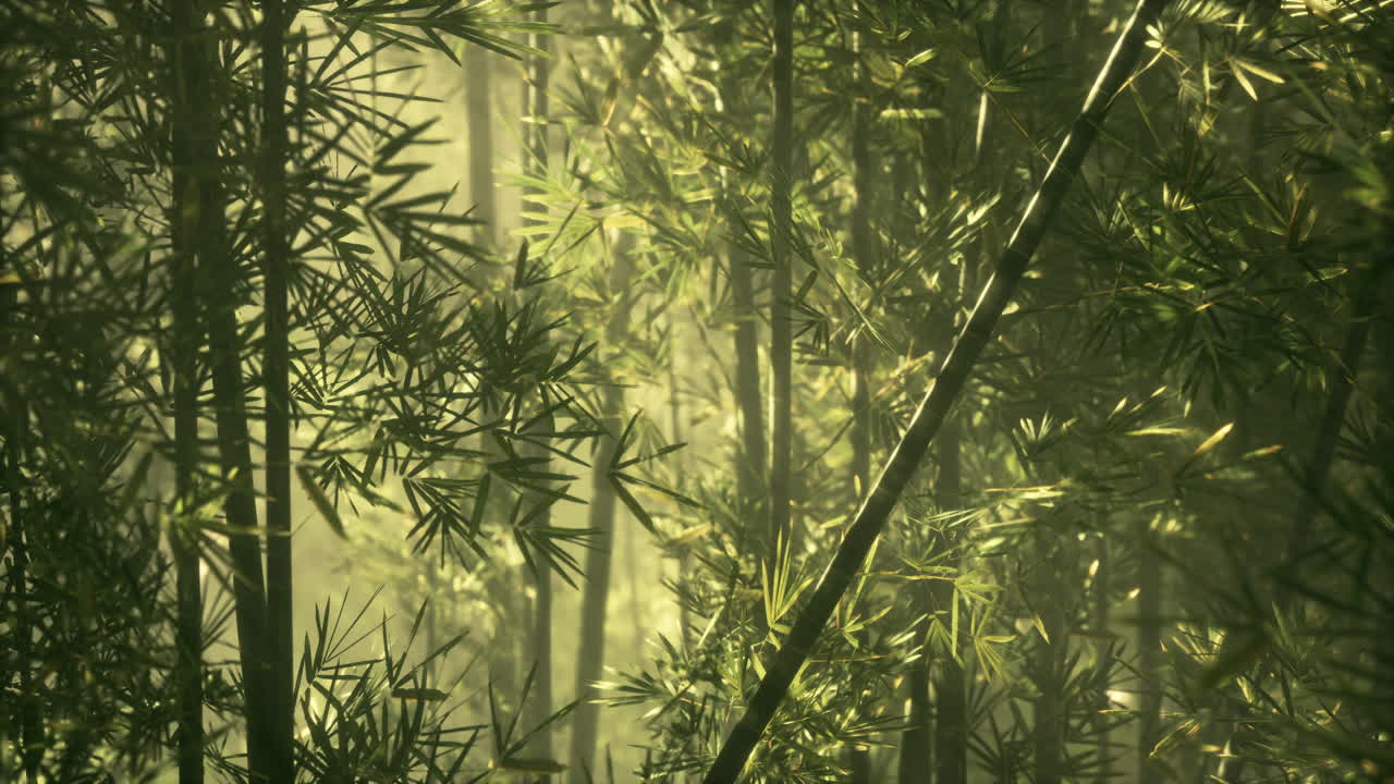 조용한 대나무 숲