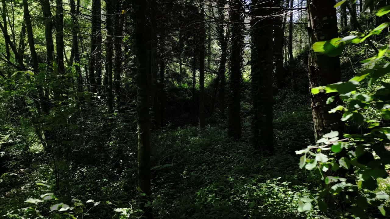 Riprese aeree lente di una foresta a Montseny, vicino a Viladrau, Barcellona