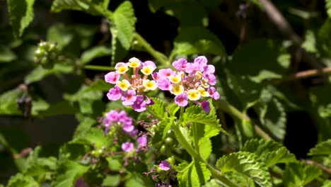 a-flowering-netted-shrub-verbena-plant-is-visited-by-a-bee-looking-for-it's-nectar