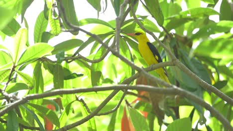 Bird-Golden-oriole-perched-on-the-branch-in-Forest