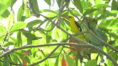 pájaro oriole dorado posado en la rama en el bosque