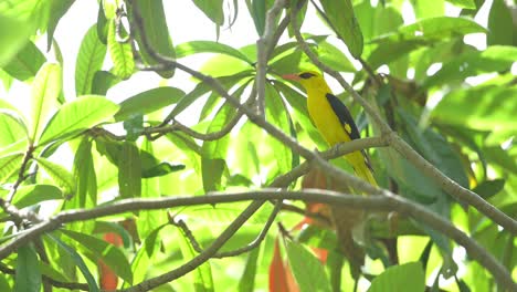 bird golden oriole perched on the branch in forest