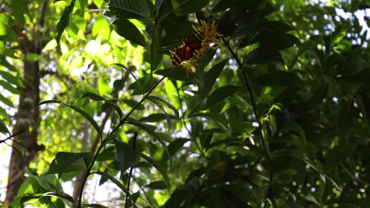 toma en cámara lenta de mariposa volando lejos de una flor