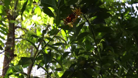 Slow-motion-shot-of-butterfly-flying-away-from-a-flower