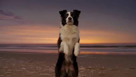 border collie dog standing on hind legs at sunset on the beach