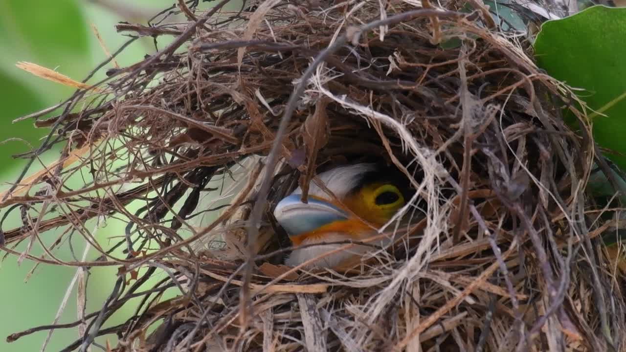 The Silver-breasted Broadbill is a famous bird in Thailand, both local and international