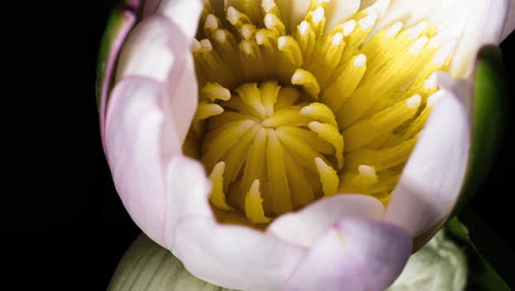 Zarte-Weiße-Seerose,-Die-Sich-öffnet-Und-Den-Blick-Auf-Das-Gelbe-Staubblatt-Freigibt,-Und-Sich-Schließt,-Um-Den-Blick-Auf-Das-Gelbe-Staubblatt-Freizugeben