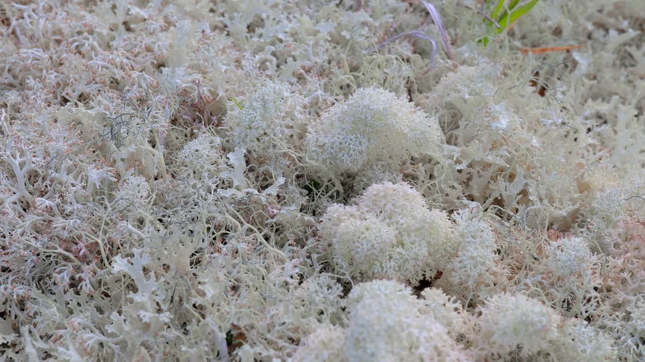 북극 드라, 아름다운 자연, 노르웨이 자연 풍경