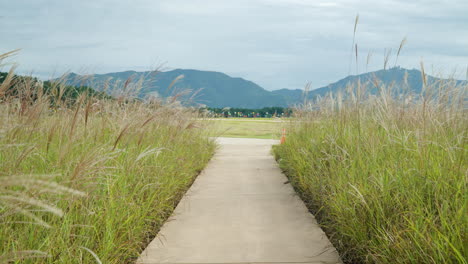 pov walking on road through chinese silver grass reed field with mountains in background at smg saemangeum environment ecological complex