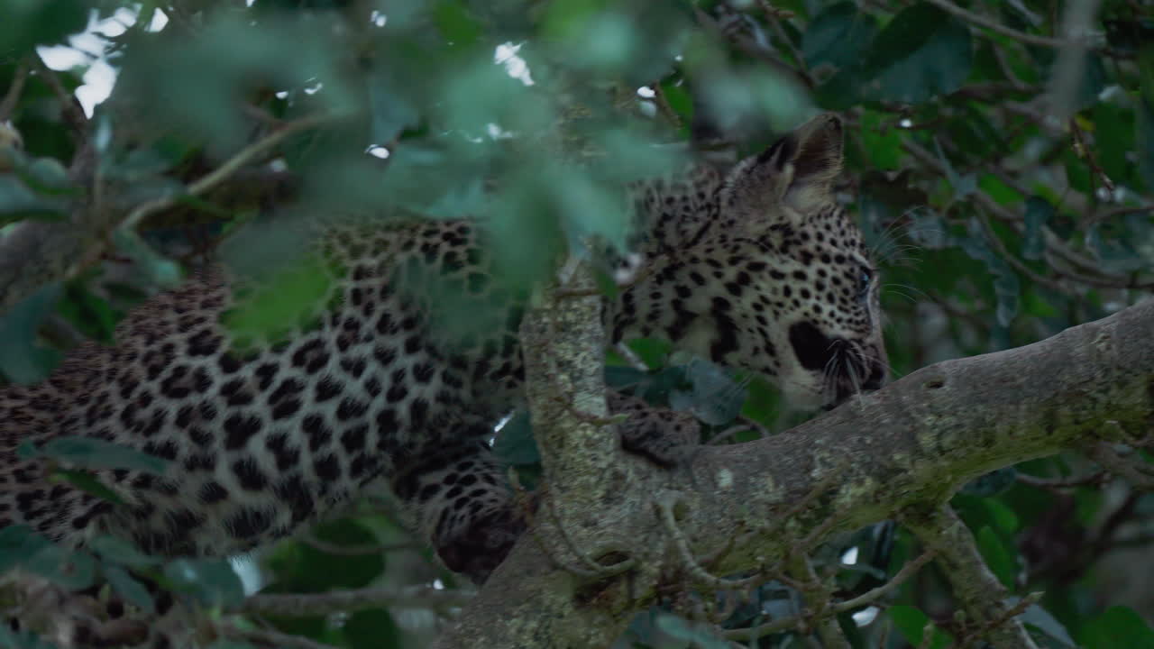 Leopard Cub in a Tree