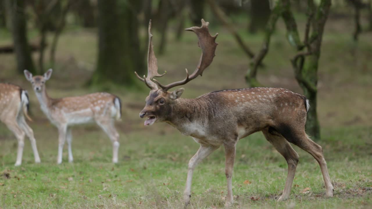 ciervos en barbecho en el bosque