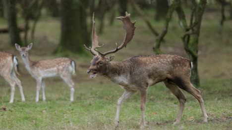 fallow deer in forest