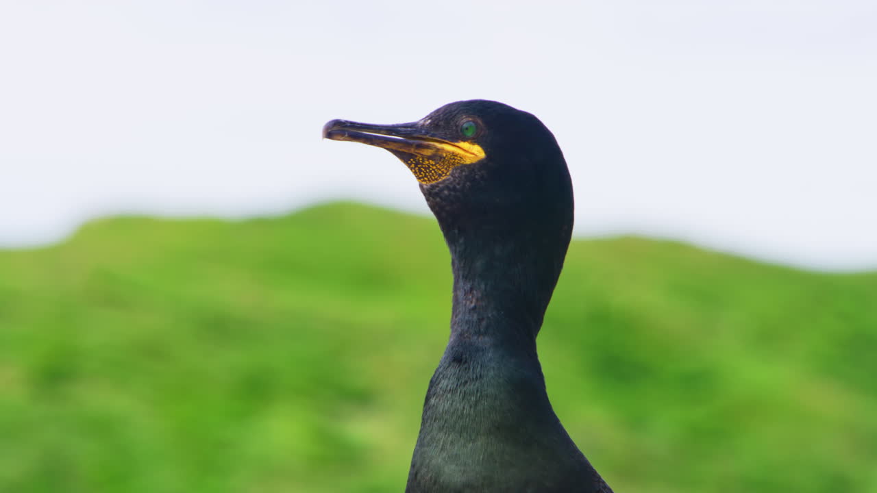 A close-up of a European shag (Gulosus aristotelis) looking around on a green hillside at Hornøya Island near Vardø, Finnmark, Northern Norway, during summer by the Arctic Ocean in clear daylight