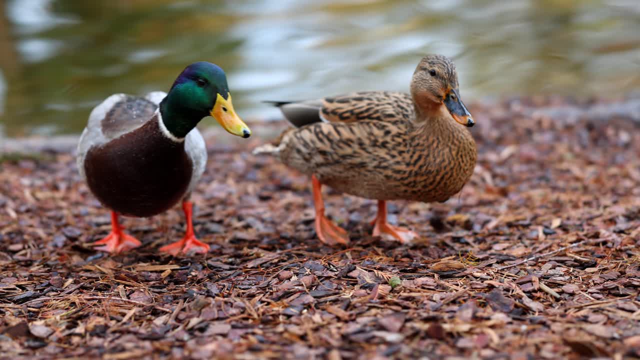 Anatre germano reale maschio e femmina vengono nutrite da una persona allo Stadtpark a Vienna, Austria.