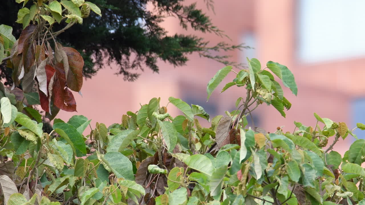 hojas moviéndose en el viento en suba