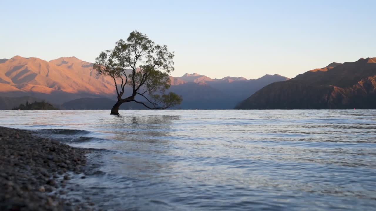 amanecer en el árbol wanaka, el árbol más famoso de nueva zelanda