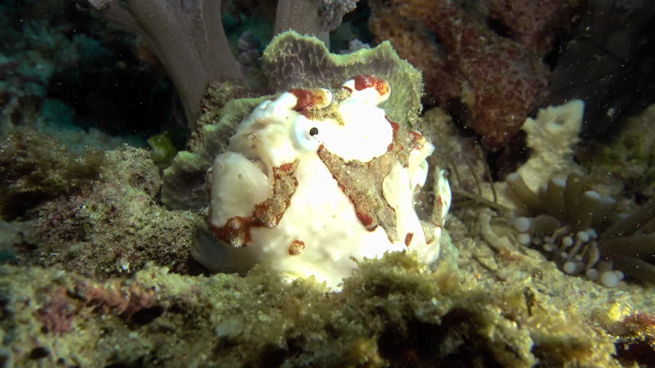 아름다운 흰 개구리 물고기의 매크로
