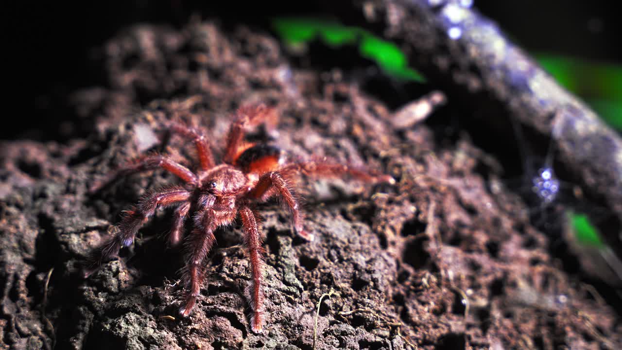 Tarantula on soil on Tambopata Peru