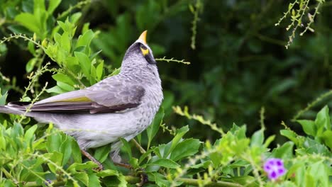 Grey Bird in a Tree
