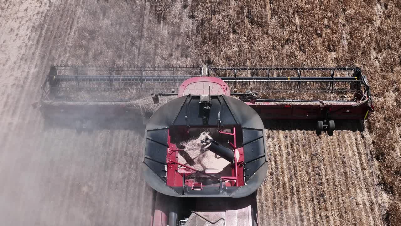 изучить передовые машины и точность в действии во время крупномасштабной операции по сбору люпина