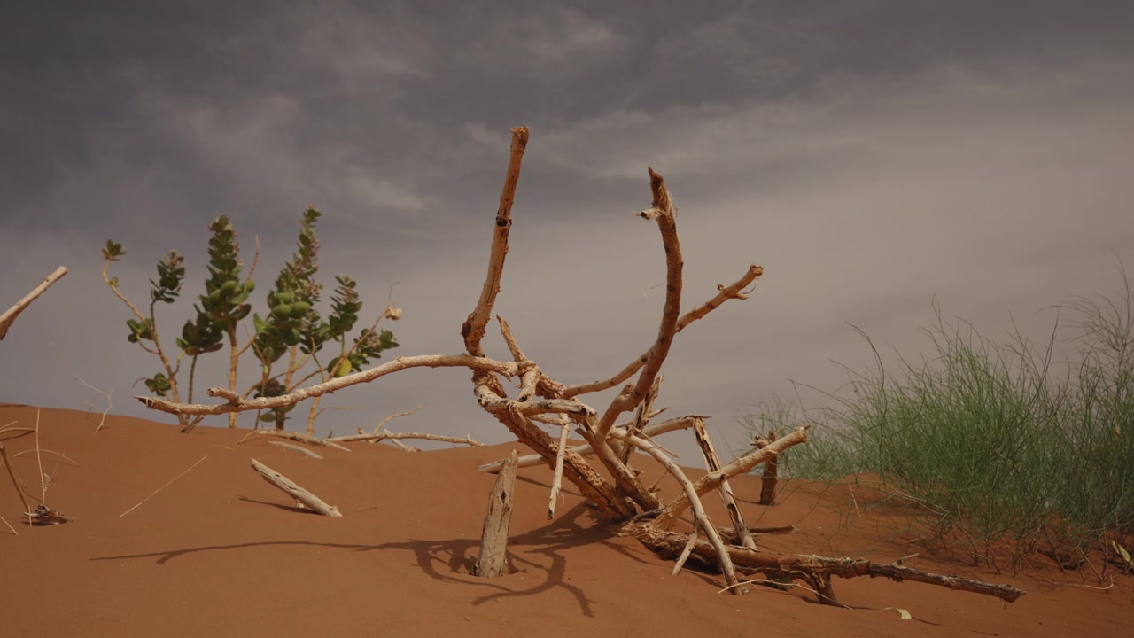 Droge dode takken en groene planten op rode zandduinen onder een bewolkte hemel in Marokko.