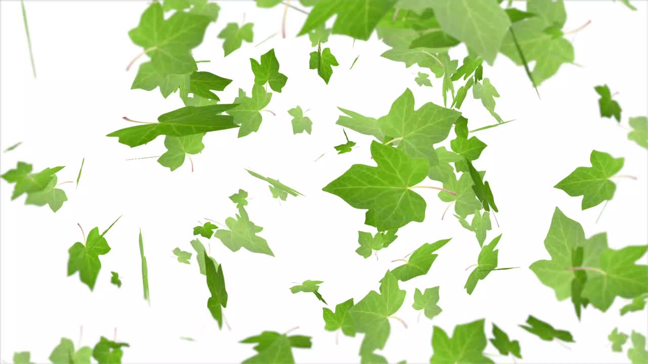 hojas de hiedra verde cayendo en el viento
