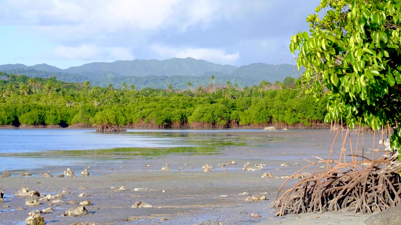 Scenic coastal mangrove landscape view with low tide ocean on tropical island of Kadavu in Fiji, South Pacific
