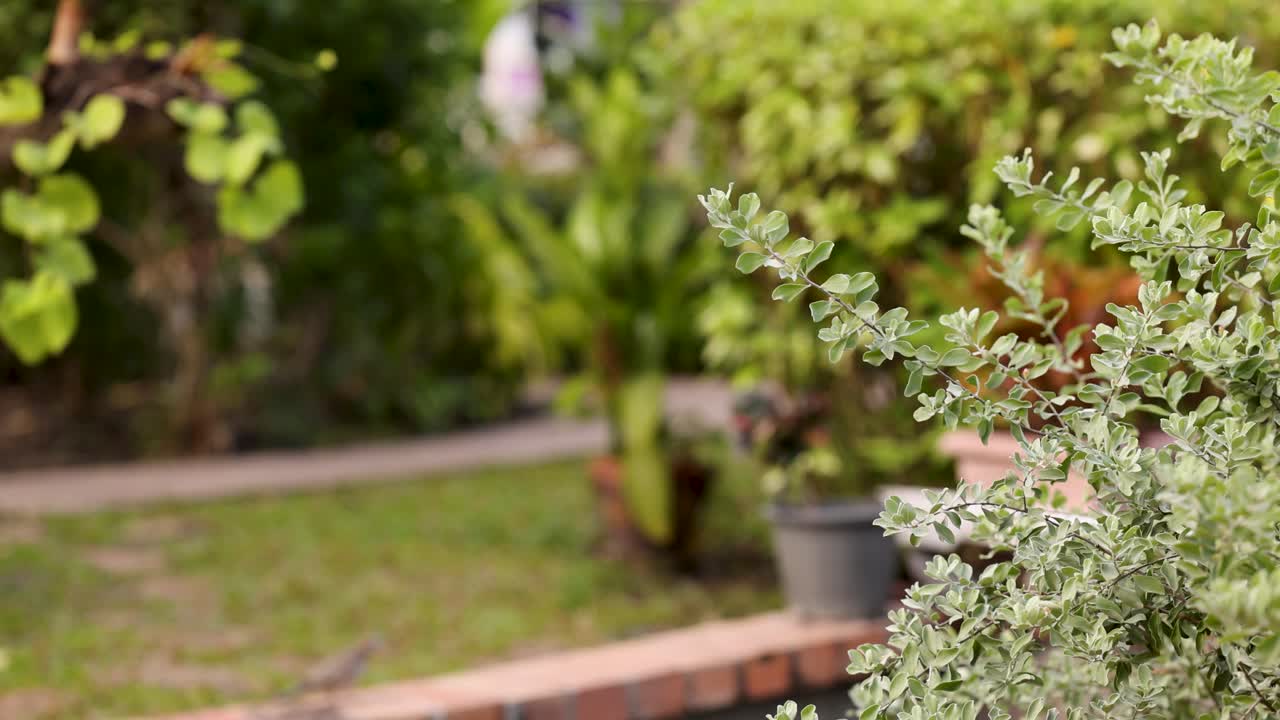 el arbusto se balancea suavemente en un entorno de jardín