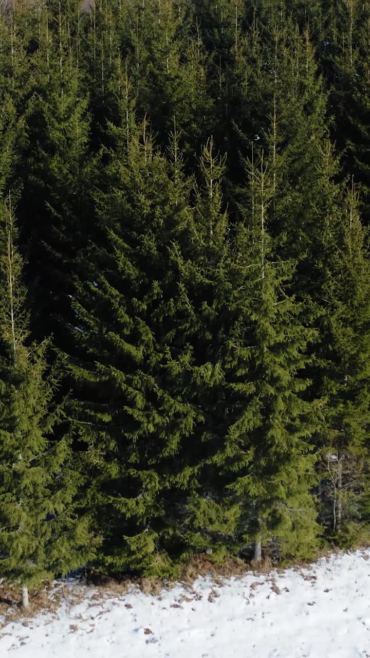 Vertical aerial view of snow-covered field bordering lush evergreen forest on a sunny winter day in the countryside. Entering pine and fir tree forest in rural landscape.