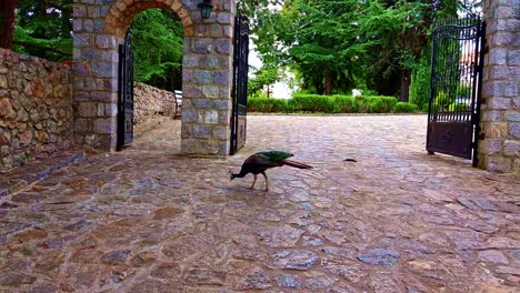 bunter pfau, der majestätisch um das steinkloster des heiligen naum von ohrid in mazedonien spaziert