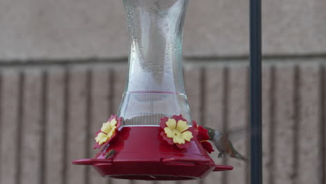 un colibrí de cola ancha hembra come de un alimentador de agua azucarada en el patio trasero - se puede enlazar