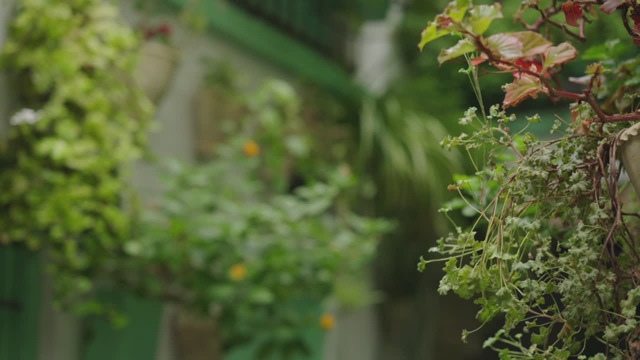 Hanging Plants in a Courtyard Garden