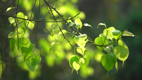 at the beginning of spring, the peepal tree has sprouted leaves