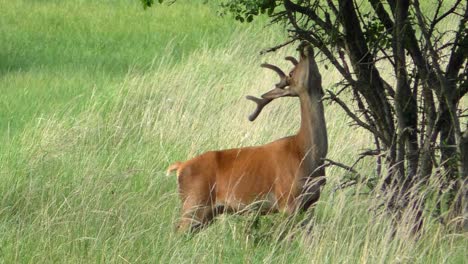 Hirschbock-Auf-Einer-Wiese,-Der-Die-Rinde-Eines-Baumes-Abstreift