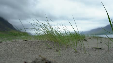 blowing grass in sand during cloudy day with mountains and fjord in background, close up