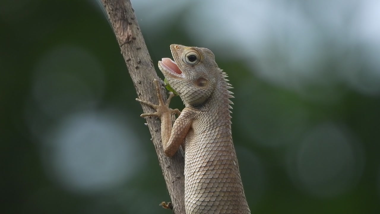 Lizard open mouth in stick .
