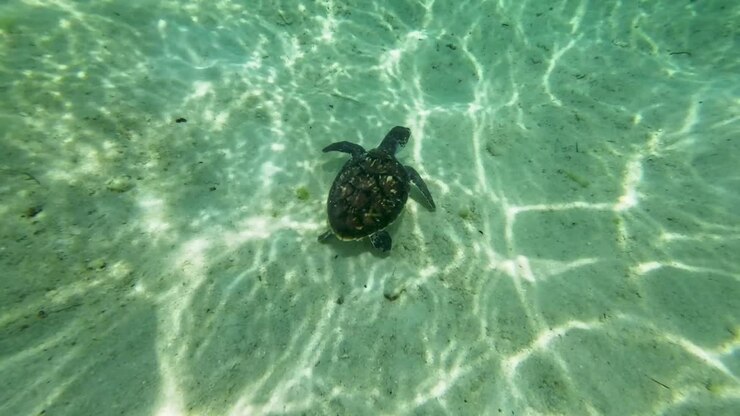Close up sea turttle swimm underwater caribbean sea, sandy bottom Los Roques Venezuela