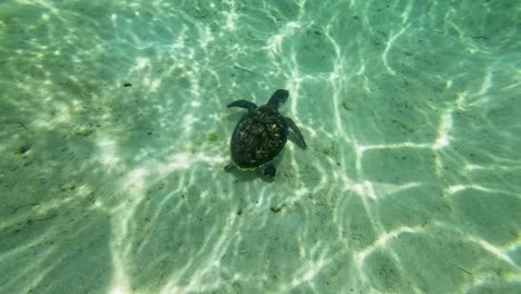 close up sea turttle swimm underwater caribbean sea, sandy bottom los roques venezuela