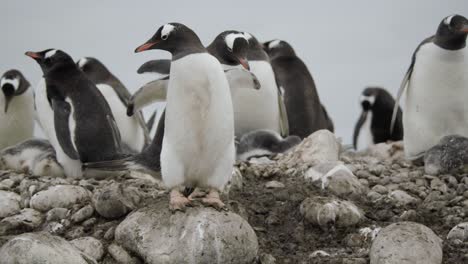 Close-up-shot-of-two-penguins-walking-through-gentoo-colony