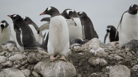 close up shot of two penguins walking through gentoo colony