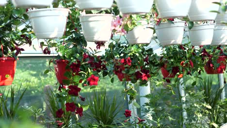 Flores-Y-Plantas-En-Una-Gran-Tienda-De-Jardinería-4k