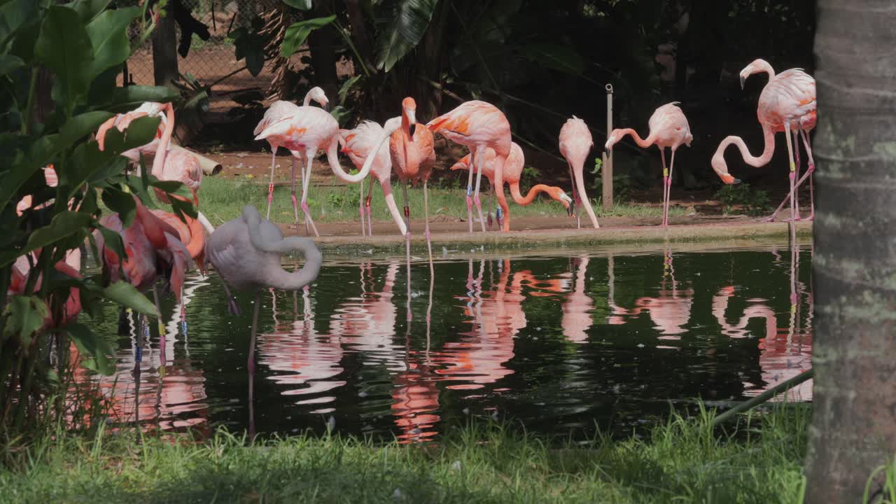 Flamingos walking near water, showing both American and Chilean species. Reflections